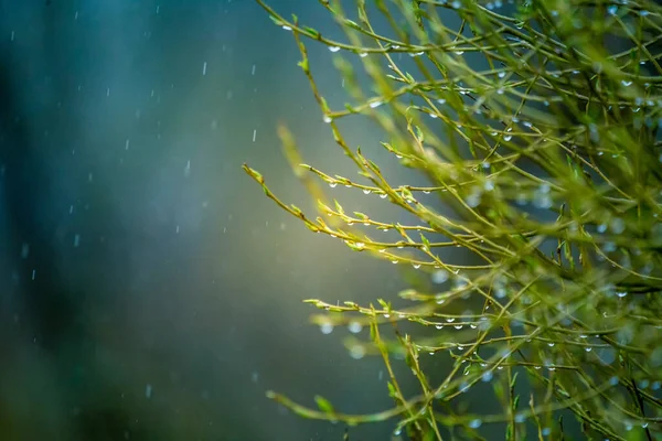 Lindas Folhas Primavera Frescas Verdes Nos Ramos Paisagem Natural Árvores — Fotografia de Stock