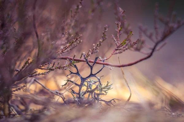 Schöne Nahaufnahme Von Kleinen Flechten Die Frühling Auf Dem Waldfrosch — Stockfoto