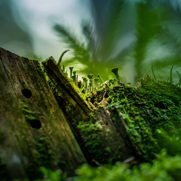 Vacker Närbild Små Lavar Som Växer Skogen Froor Våren Naturlandskap — Stockfoto