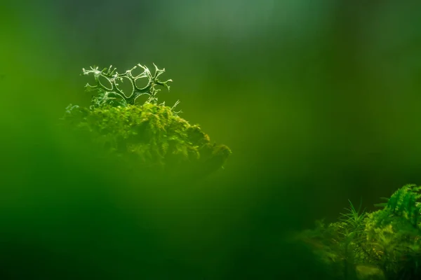Schöne Nahaufnahme Von Kleinen Flechten Die Frühling Auf Dem Waldfrosch — Stockfoto