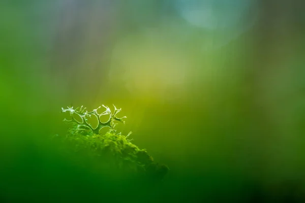 Indah Closeup Dari Lichen Kecil Tumbuh Hutan Froor Pada Musim — Stok Foto