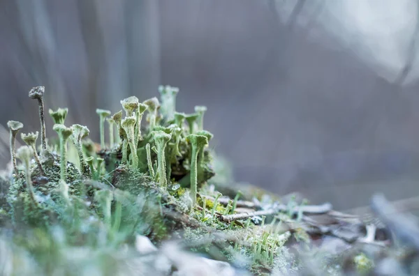 Beau Gros Plan Petit Lichen Poussant Sur Grenouille Forestière Printemps — Photo