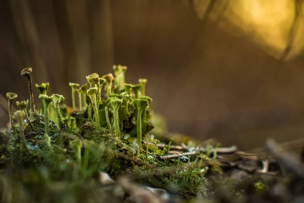 Hermoso Primer Plano Liquen Pequeño Que Crece Bosque Froor Primavera — Foto de Stock
