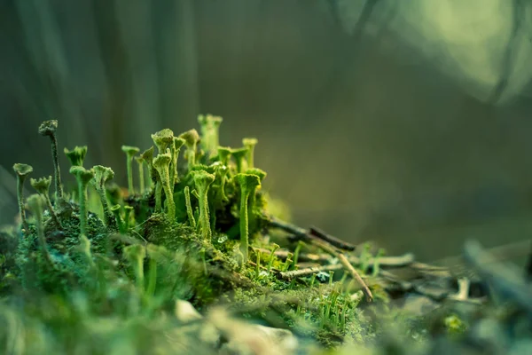 Hermoso Primer Plano Liquen Pequeño Que Crece Bosque Froor Primavera — Foto de Stock