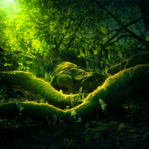 Piękne Zbliżenie Mchu Rosnącego Podłodze Lasu Wiosną Małe Naturalne Krajobrazy — Zdjęcie stockowe