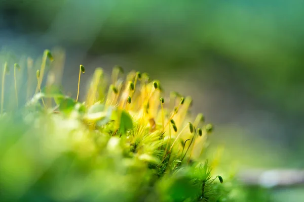 Όμορφη Closeup Των Βρύων Αυξάνεται Στο Πάτωμα Του Δάσους Την — Φωτογραφία Αρχείου