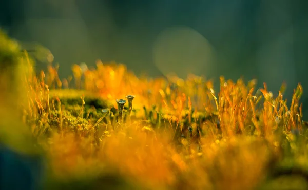 Прекрасный Крупный План Мелких Лишайников Растущих Лесном Пене Весной Природные — стоковое фото