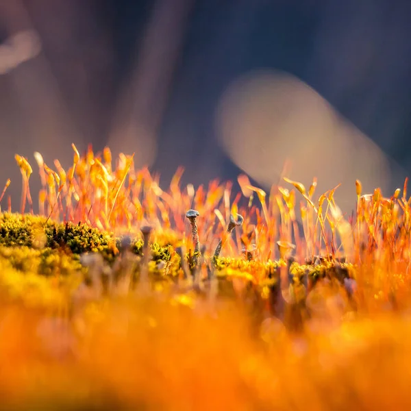 Prachtige Close Van Mos Groeien Bosbodem Het Voorjaar Kleine Natuurlijke — Stockfoto