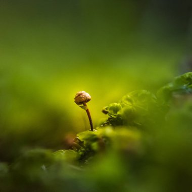 İlkbaharda orman zemininde büyüyen güzel, küçük mantarlar. Sığ bir alan derinliği olan orman manzarası. Kuzey Avrupa 'da baharda mantarlar.