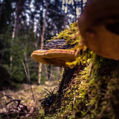 Güzel, çürümüş bir ağaç kütüğünde yetişen turuncu bir mantar. Mantarlı ormanın bahar manzarası. Kuzey Avrupa 'da Orman.