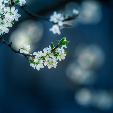 İlkbaharda güzel erik ağacı çiçekleri. Çiçek açan meyve ağacı. Kuzey Avrupa 'nın çiçeklerle çevrili bahar manzarası.