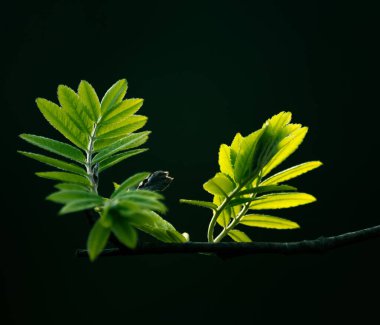 Güzel, genç Rowan baharda ayrılıyor. Kuzey Avrupa 'da çiçek açan bir kürek ağacının doğal manzarası.