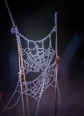Bahar sabahının erken saatlerinde güzel bir örümcek ağı. Çayırdaki soğuk bir sabah manzarası. Örümcek ağındaki buz. Kuzey Avrupa 'nın doğal manzarası.