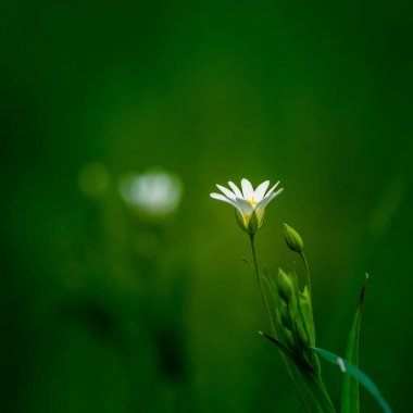 İlkbaharda bir orman meador alanında açan daha güzel beyaz dikişotu çiçekleri. Rabelera holostea Kuzey Avrupa 'da doğal ortamında.