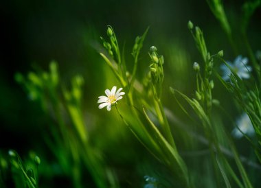 Beautiful white greater stitchwort flowers blooming on a forest meador ground in spring. Rabelera holostea in natural habitat in Northern Europe. clipart