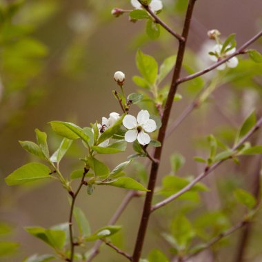 İlkbaharda çiçek açan güzel ağaç dalları. Ağaç çiçekli doğal bir manzara. Kuzey Avrupa.