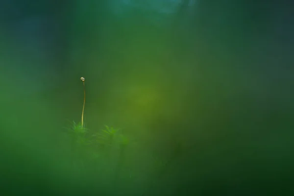 春に森の床に成長した苔の美しい閉鎖 森の中の小さな自然の風景 フィールドの浅い深さ 北ヨーロッパの春の風景 — ストック写真