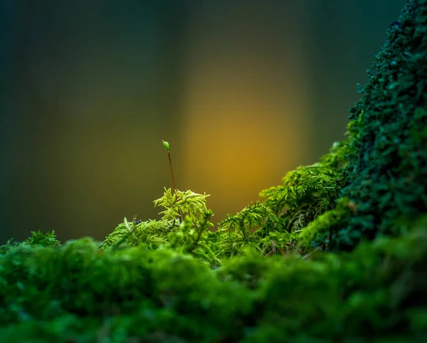 Vacker Närbild Mossa Växer Skogsgolvet Våren Liten Natur Skogarna Grunt — Stockfoto