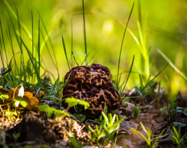 Весной Лесной Подстилке Растут Красивые Маленькие Грибы Сценарий Низкой Глубиной — стоковое фото