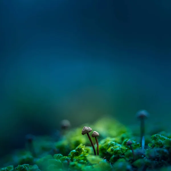 Beaux Petits Champignons Poussant Sur Sol Forestier Printemps Paysage Forestier — Photo