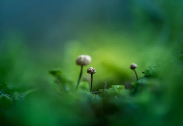 Hermosas Pequeñas Setas Que Crecen Suelo Del Bosque Durante Primavera —  Fotos de Stock