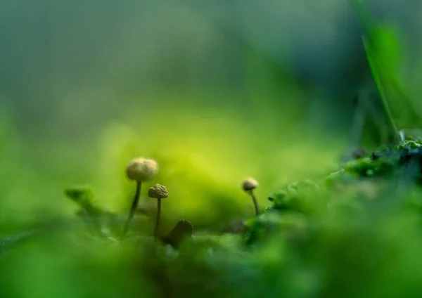 Όμορφα Μικρά Μανιτάρια Που Φυτρώνουν Στο Πάτωμα Του Δάσους Την — Φωτογραφία Αρχείου