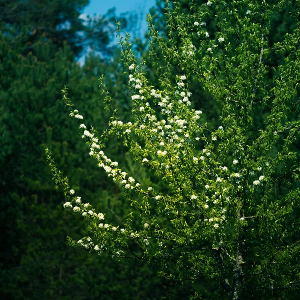 Beautiful pear flowers in the spring. Blossoming fruit tree with white flowers. Beautiful wild pear tree in the Northern Europe.