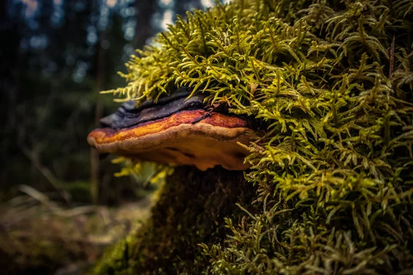 Een Mooie Oranje Paddenstoel Die Groeit Een Oude Rotte Boomstronk — Stockfoto