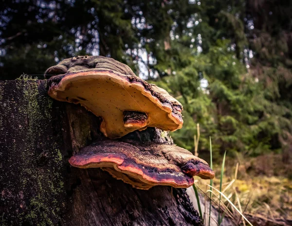 Beau Champignon Orange Poussant Sur Vieux Tronc Arbre Pourri Paysage — Photo