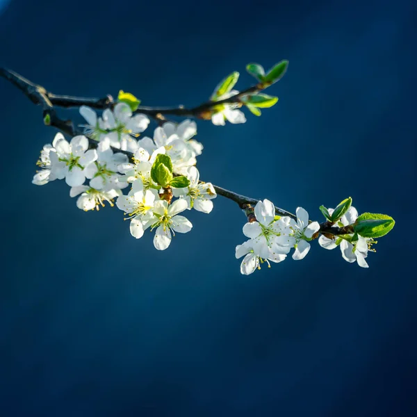 Beautiful Plum Tree Flowers Spring Blossoming Fruit Tree Spring Scenery — Stock Photo, Image