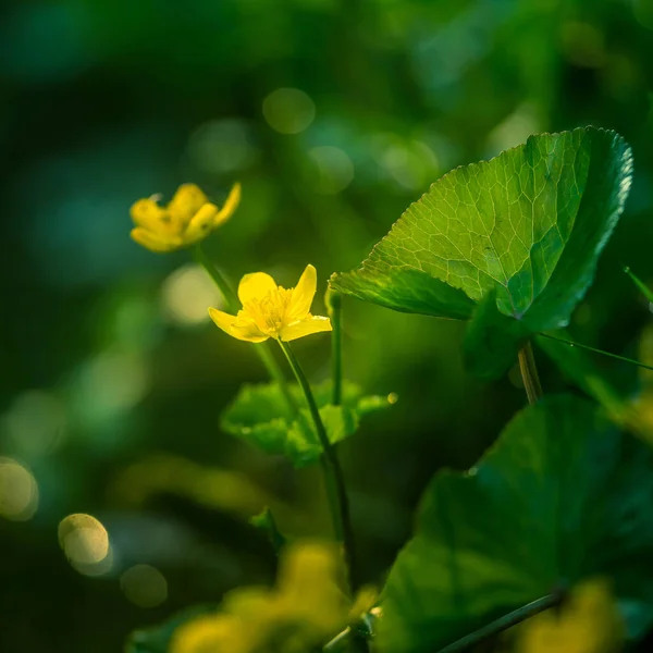 Hermosas Copas Amarillas Floreciendo Zanja Húmeda Primavera Caltha Palustris Hábitat — Foto de Stock