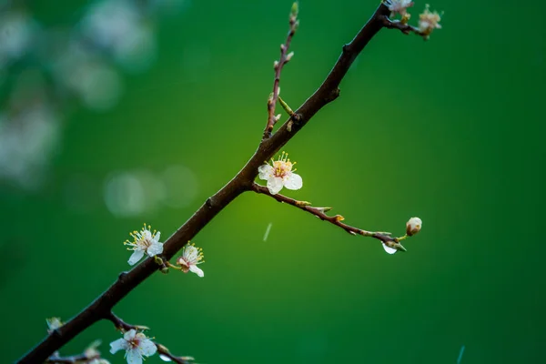 春には美しい梅の木の花 果樹の開花 北ヨーロッパの花が咲く春の風景 — ストック写真