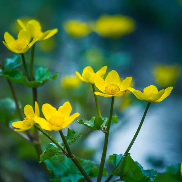 Hermosas Copas Amarillas Floreciendo Zanja Húmeda Primavera Caltha Palustris Hábitat — Foto de Stock