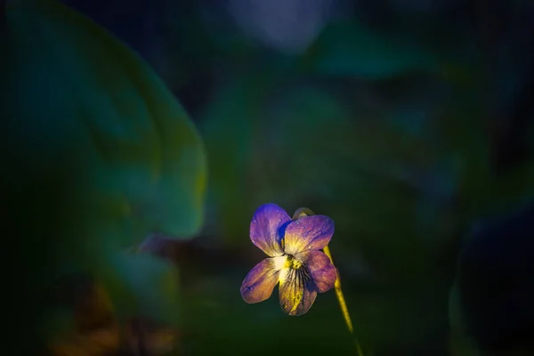 Όμορφα Μικρά Μωβ Λουλούδια Ανθίζουν Στο Δασικό Έδαφος Την Άνοιξη — Φωτογραφία Αρχείου