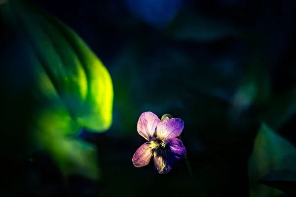 Belles Petites Fleurs Violettes Fleurissant Sur Sol Forestier Printemps Dans — Photo