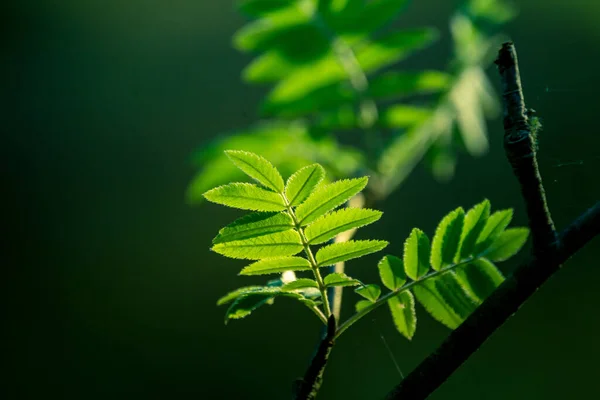 Прекрасные Молодые Рябиновые Листья Весной Природный Пейзаж Цветущего Рябины Северной — стоковое фото