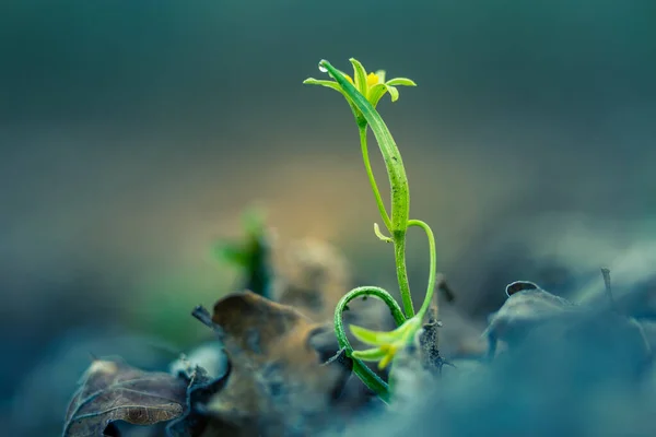 Belle Fleur Jaune Étoile Bethléem Fleurissant Sur Terrain Forestier Printemps — Photo