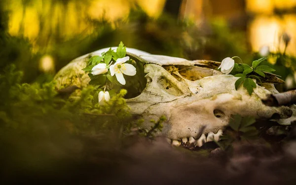 Crânio Animal Assustador Floresta Primavera Cervos Sceleton Chão Floresta Círculo — Fotografia de Stock