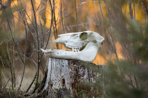A scary animal skull in the spring forest. Deer sceleton on forest floor. Circle of life. Woodland scenery of Northern Europe.