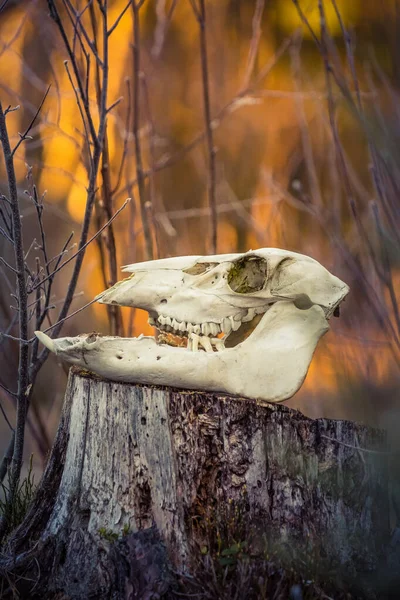 A scary animal skull in the spring forest. Deer sceleton on forest floor. Circle of life. Woodland scenery of Northern Europe.