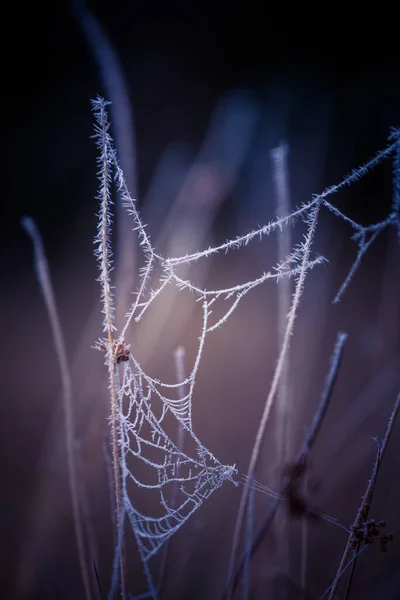 Una Hermosa Tela Araña Esmerilada Una Temprana Mañana Primavera Paisaje —  Fotos de Stock