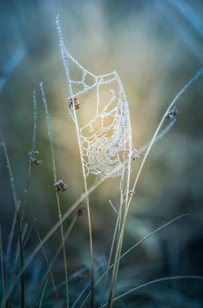 Ein Schönes Gefrostetes Spinnennetz Einem Frühen Frühlingsmorgen Kalte Morgenlandschaft Auf — Stockfoto