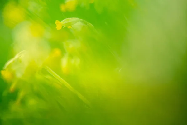 Krásná Jarní Scenérie Lesů Severní Evropě Přírodní Světlo — Stock fotografie
