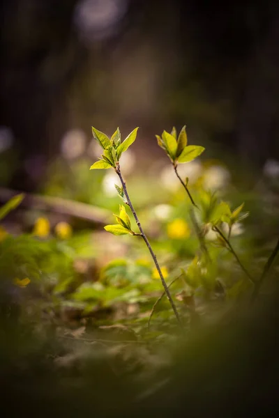 Ett Vackert Vårlandskap Med Skog Norra Europa Naturligt Ljus — Stockfoto