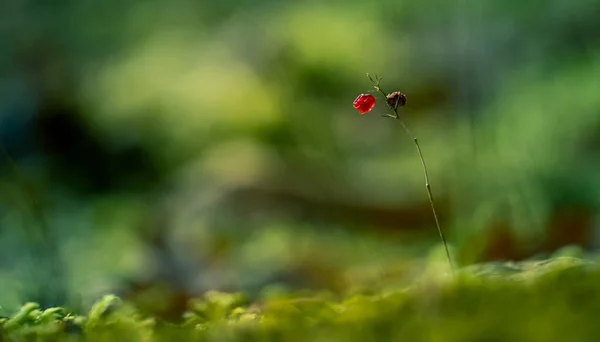 Uma Bela Paisagem Primavera Bosques Norte Europa Luz Natural — Fotografia de Stock