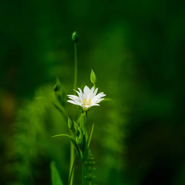 Indah Putih Lebih Besar Stitchwort Bunga Mekar Tanah Hutan Meador — Stok Foto