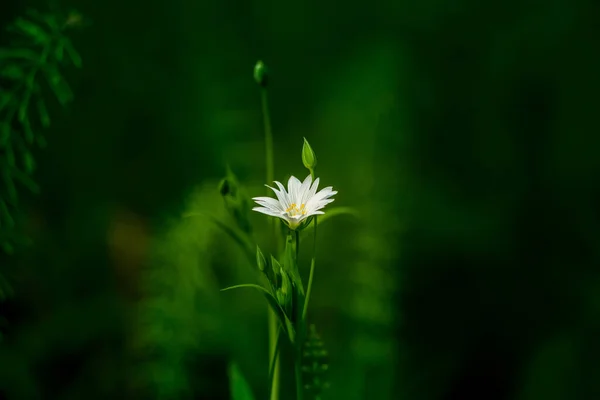 Indah Putih Lebih Besar Stitchwort Bunga Mekar Tanah Hutan Meador — Stok Foto