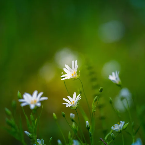 Vackra Vita Större Stygn Blommor Blommar Skog Meador Marken Ren — Stockfoto