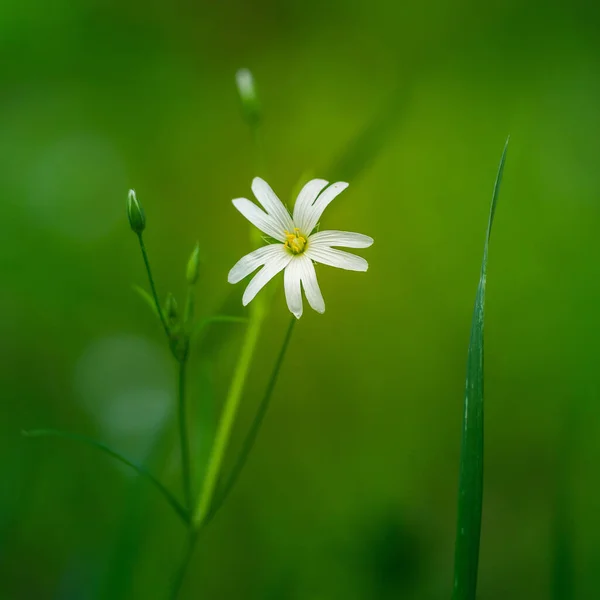 美丽的白色大针叶树花朵盛开在森林里的草原上 北欧自然栖息地的兔骨质疏松 — 图库照片