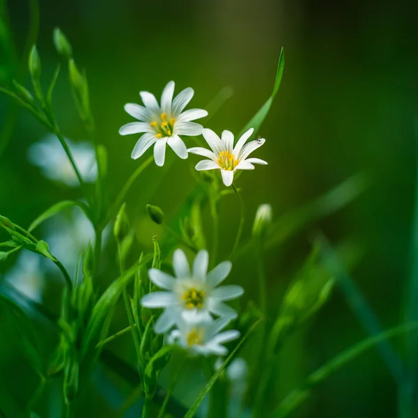 Vackra Vita Större Stygn Blommor Blommar Skog Meador Marken Ren — Stockfoto